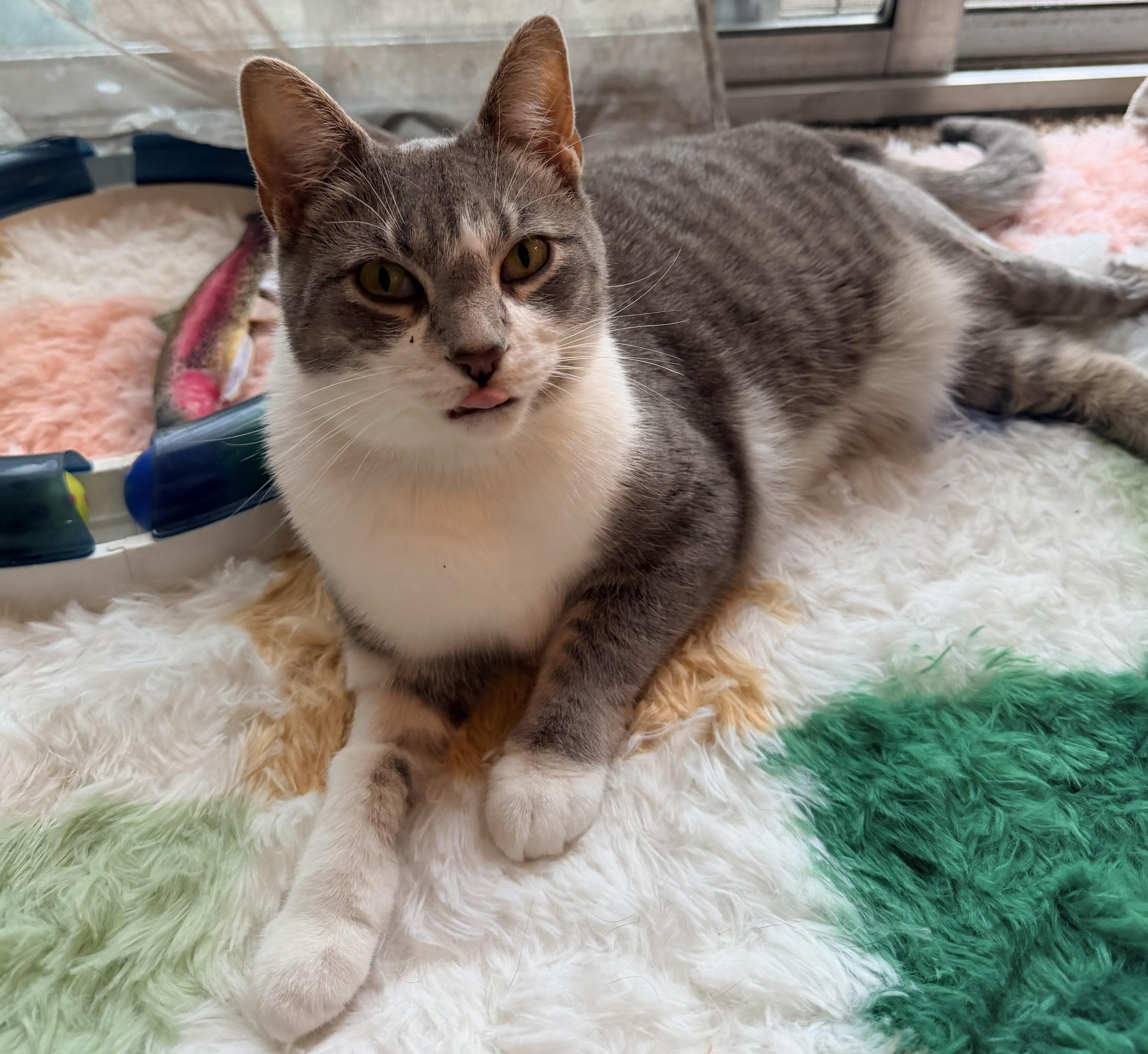 Enlarge Smokie, a Adoptable Domestic Short Hair in Dayton, OH image 4/5