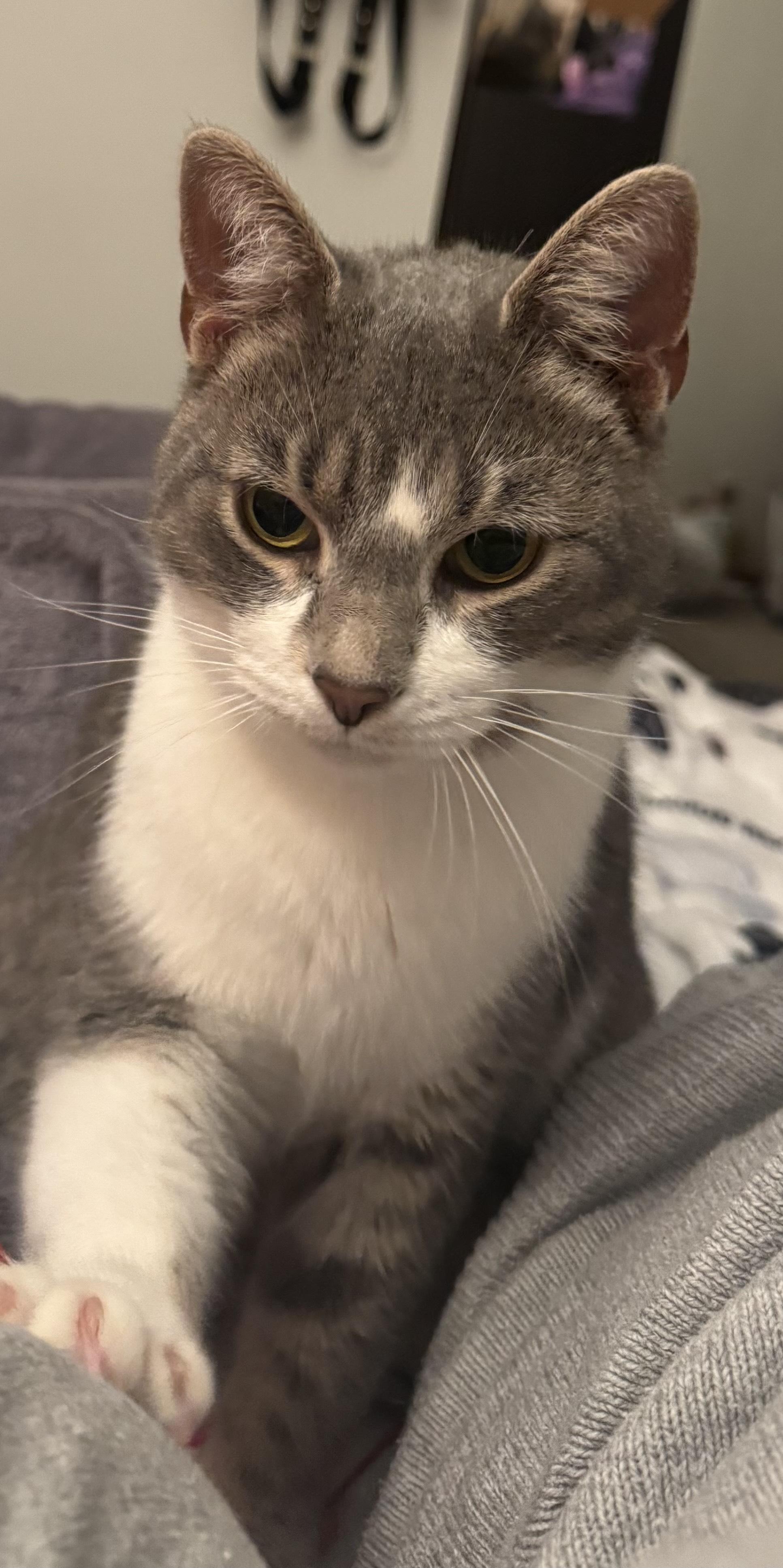 Enlarge Smokie, a Adoptable Domestic Short Hair in Dayton, OH image 5/5