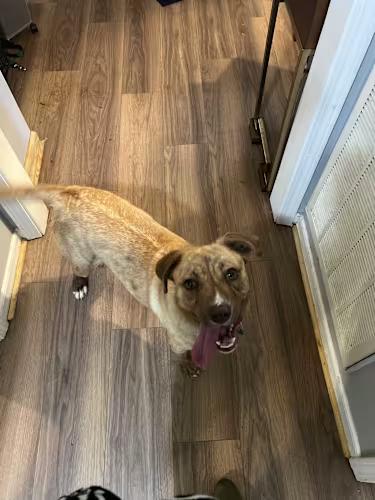 Enlarge Bella, a Adoptable mixed breed in Pelzer, SC image 3/4