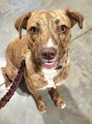 Enlarge Bella, a Adoptable mixed breed in Pelzer, SC image 4/4