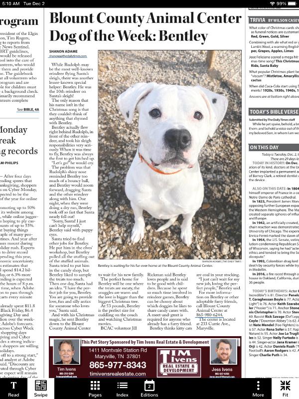 Bentley, Adoptable, Adult Male Boxer & Mixed Breed.