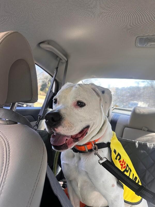 Bentley, a Adoptable mixed breed in Maryville, TN image 2/6