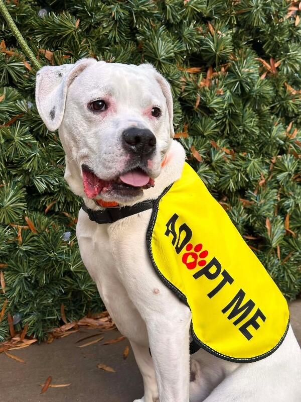 Bentley, a Adoptable mixed breed in Maryville, TN image 3/6