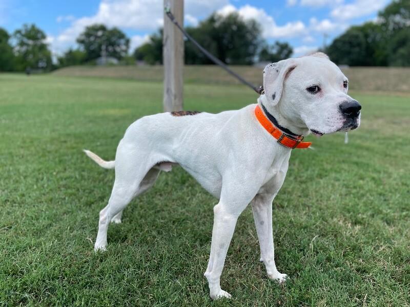 Bentley, a Adoptable mixed breed in Maryville, TN image 4/6
