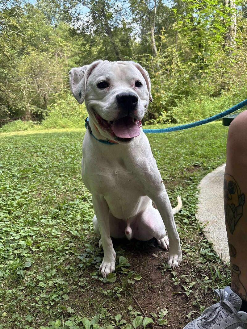 Bentley, a Adoptable mixed breed in Maryville, TN image 5/6