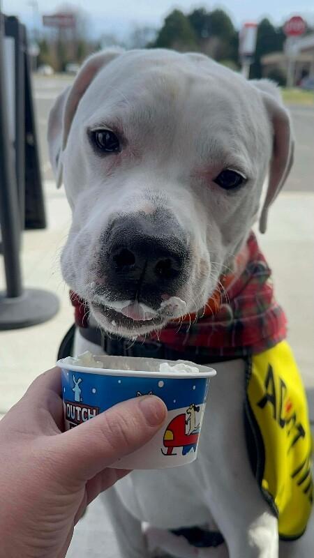 Bentley, a Adoptable mixed breed in Maryville, TN image 6/6