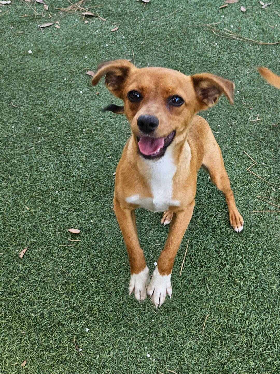 Enlarge Lacey, an adopted mixed breed in Ruskin, FL image 1/1