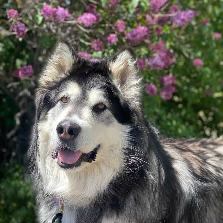 Kairi, a Adoptable Alaskan Malamute in Washoe Valley, NV image 1/2