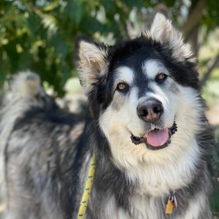 Kairi, a Adoptable Alaskan Malamute in Washoe Valley, NV image 2/2