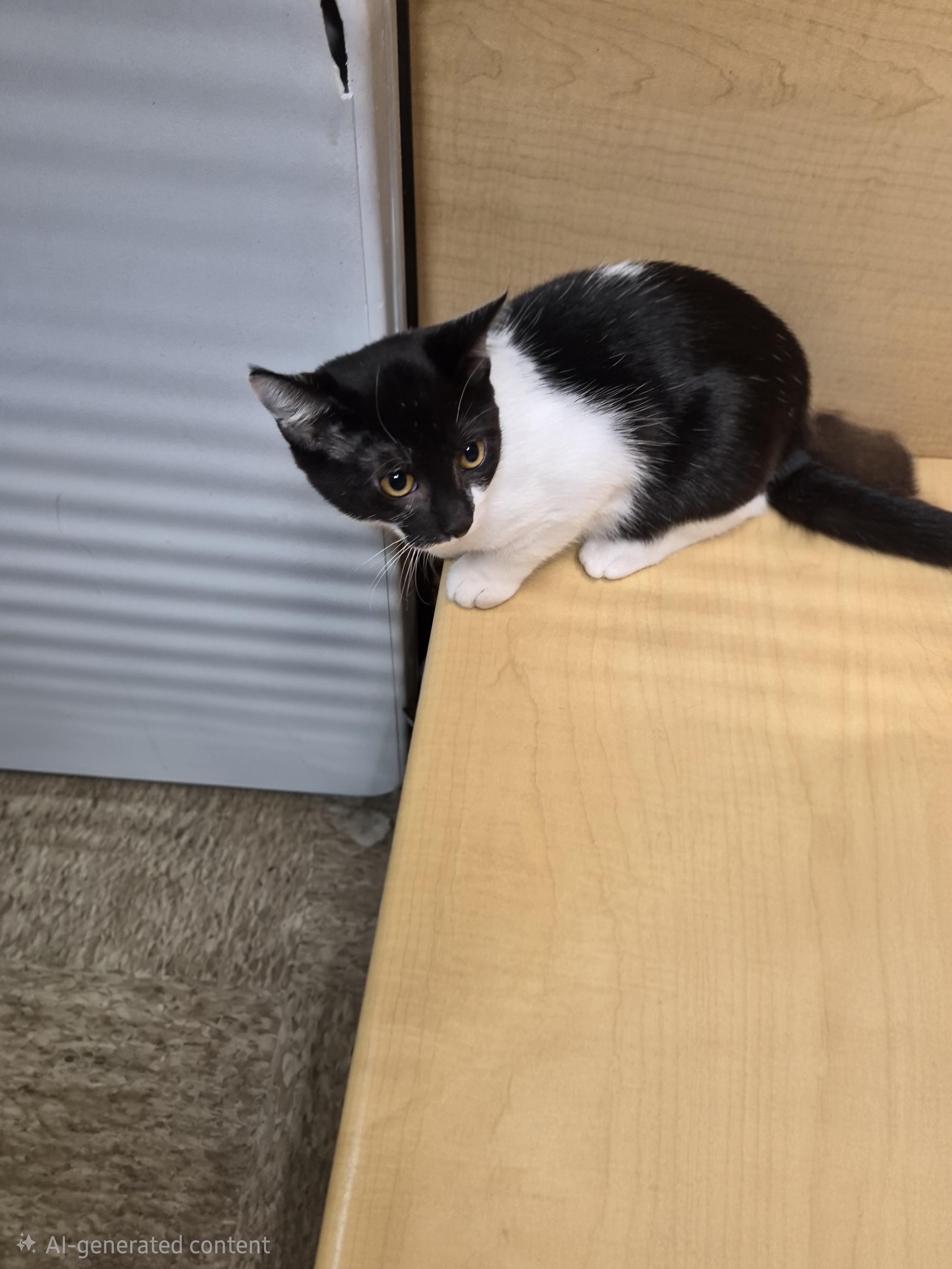 Tonia, Adoptable, Kitten Female Domestic Short Hair.