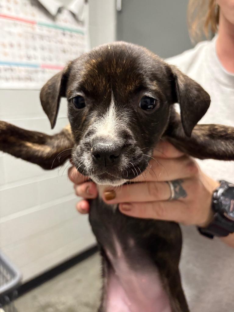 S Pup 5, Adoptable, Puppy Female Pit Bull Terrier & Mixed Breed.