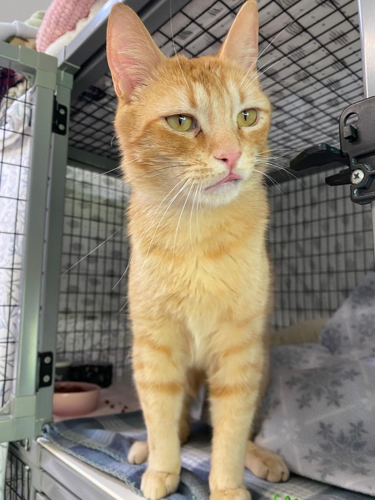 Thomas, a Adoptable mixed breed in Grants Pass, OR image 1/3
