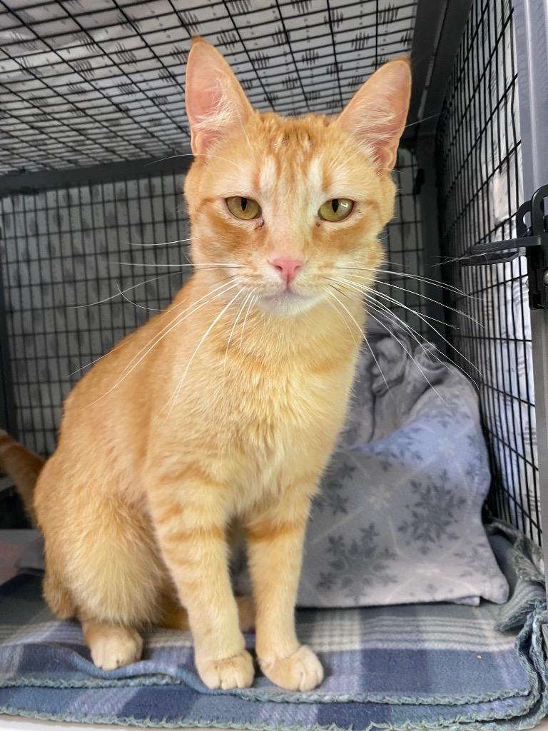 Thomas, a Adoptable mixed breed in Grants Pass, OR image 2/3