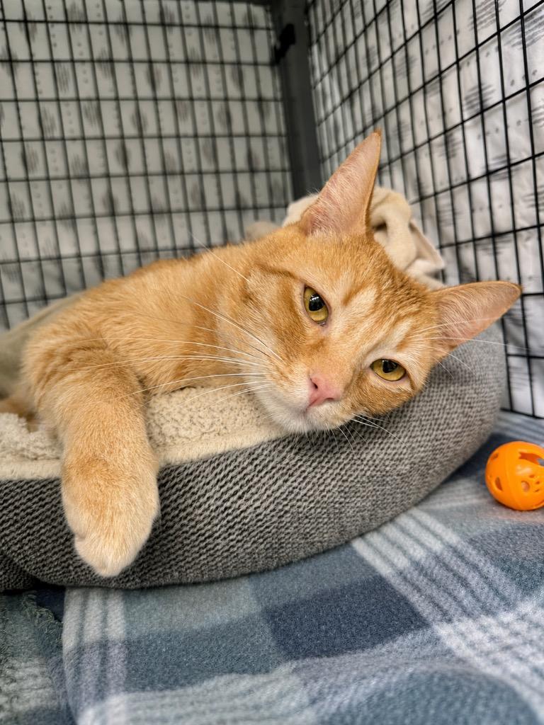 Thomas, a Adoptable mixed breed in Grants Pass, OR image 3/3