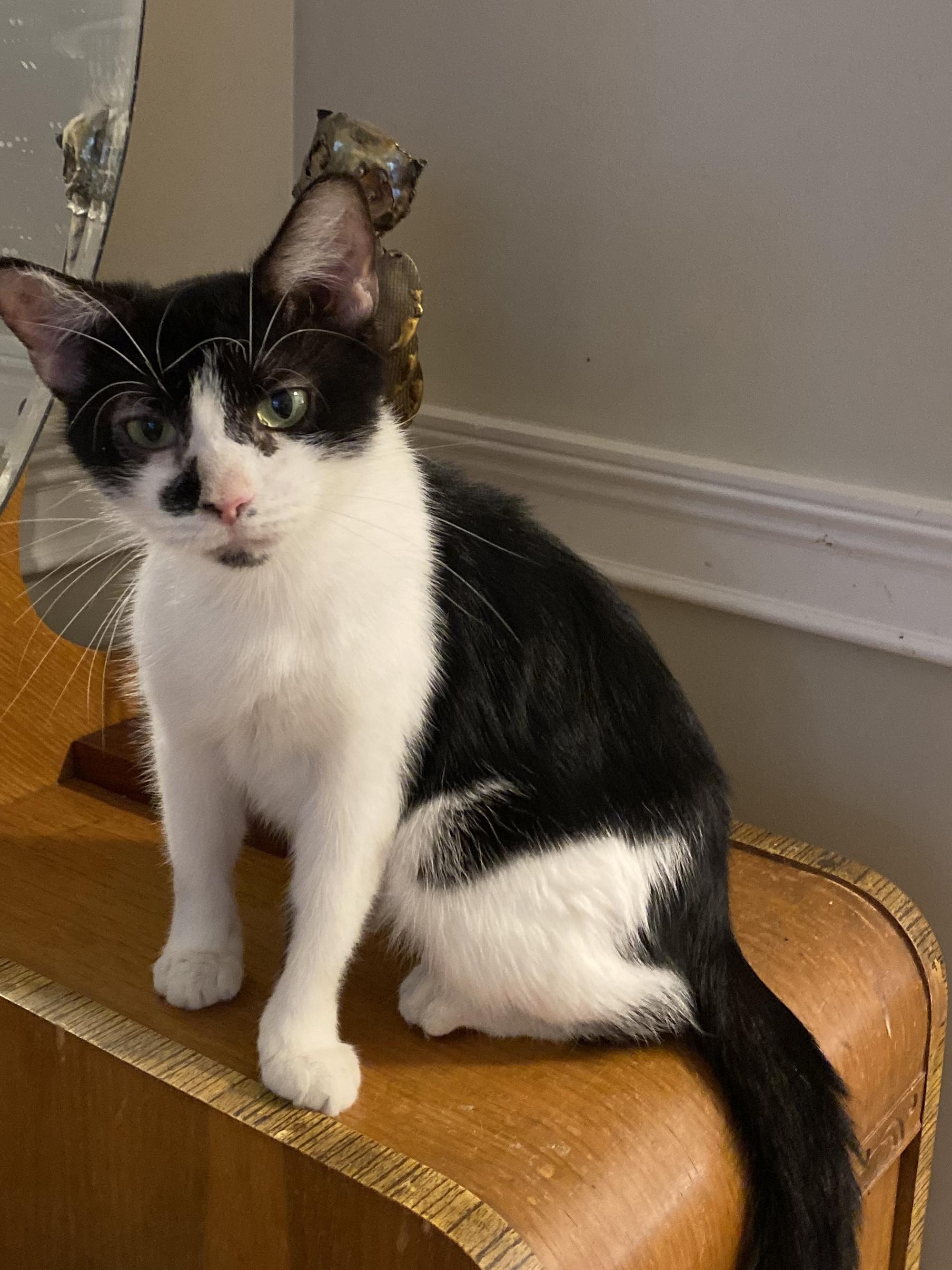 Uma, Adopted, Adult Female Domestic Short Hair.