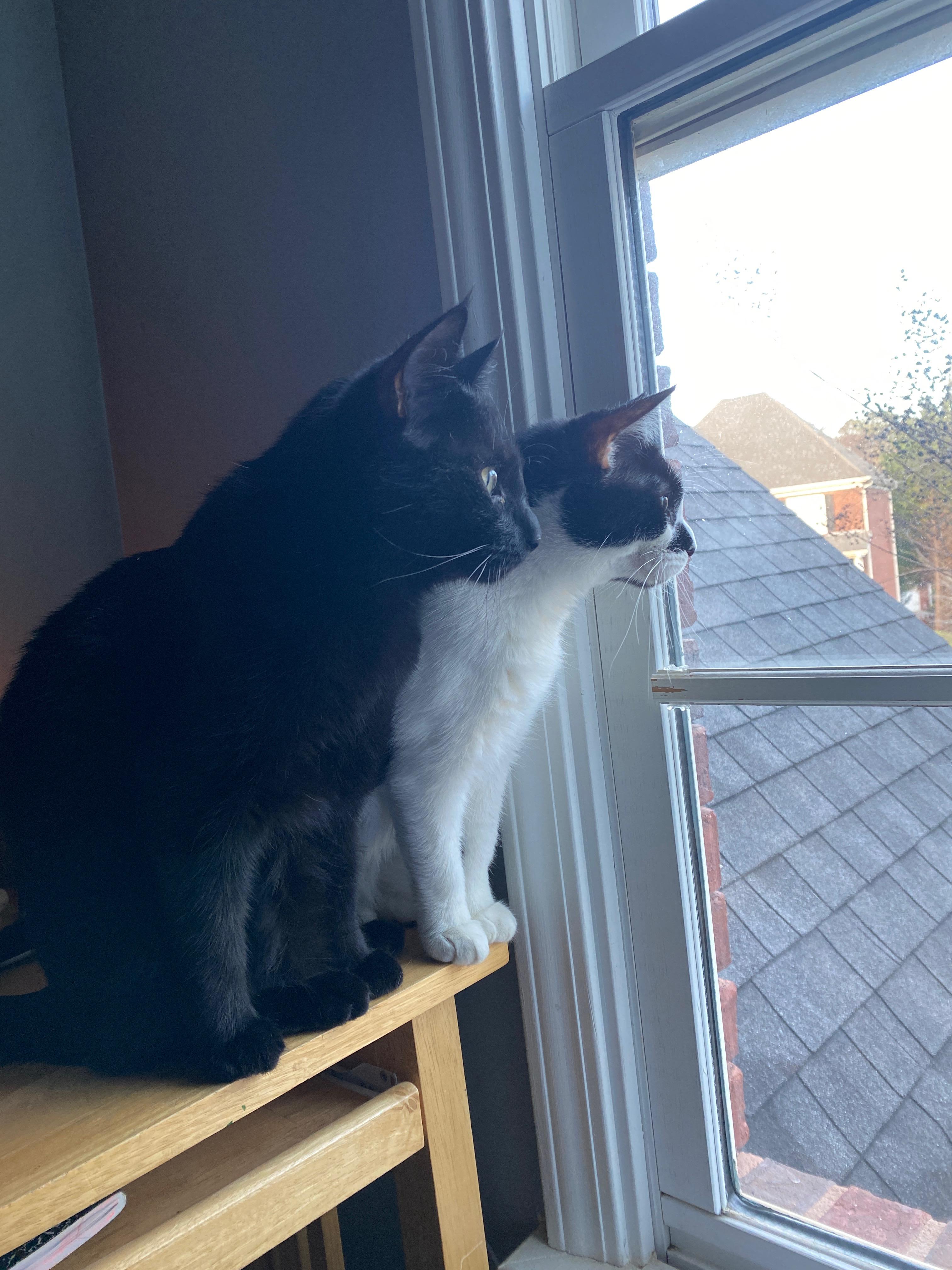 Enlarge Uma, a Adopted mixed breed in Raleigh, NC image 4/6