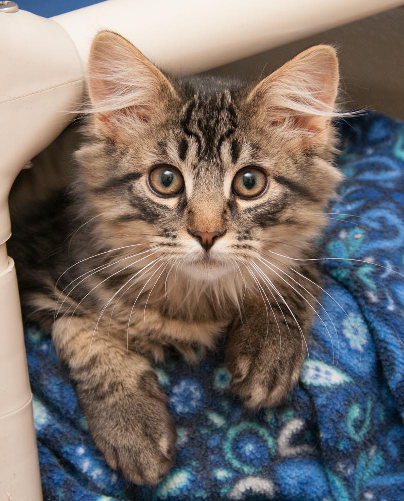 Misty (gets adopted with Remy)