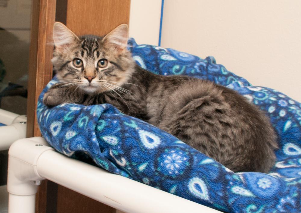 Misty (gets adopted with Remy) photo 3