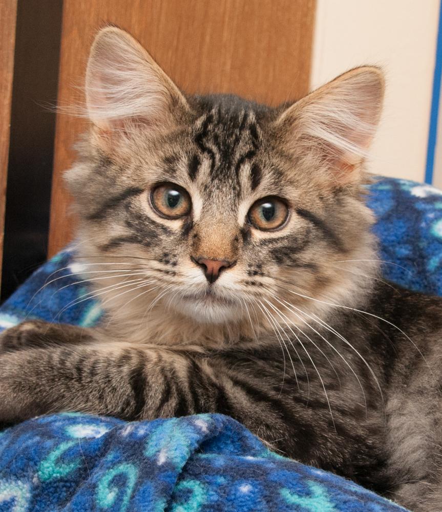 Misty (gets adopted with Remy)