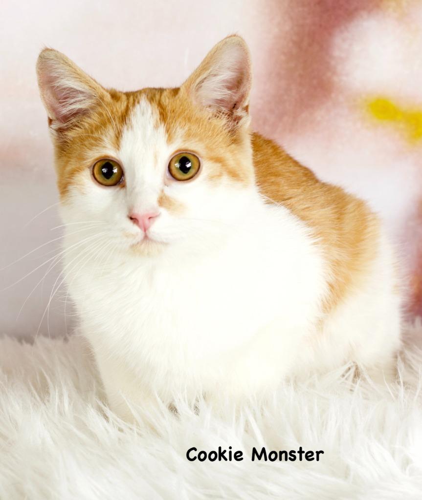 Cookie Monster, Adoptable, Young Male Domestic Short Hair.