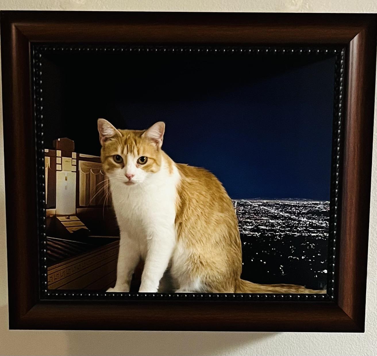 Junie (F), Adoptable, Young Female Tabby.