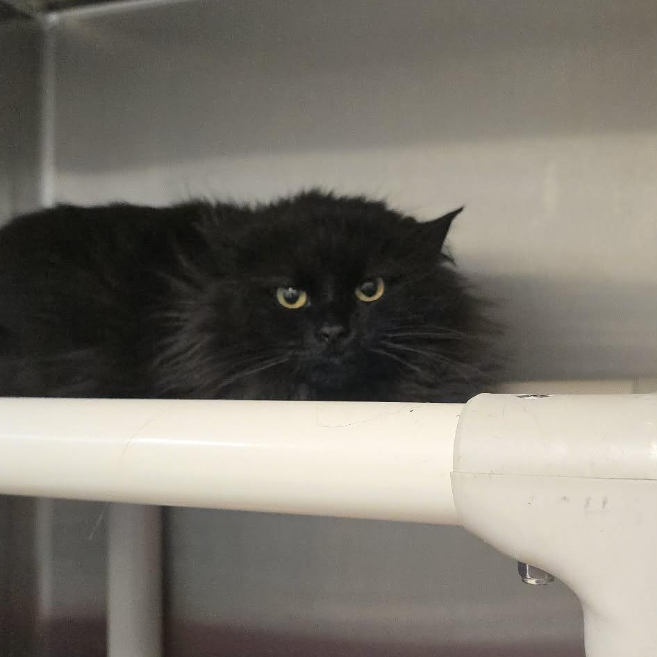 Merlin, adopted, Adult Male Domestic Long Hair.