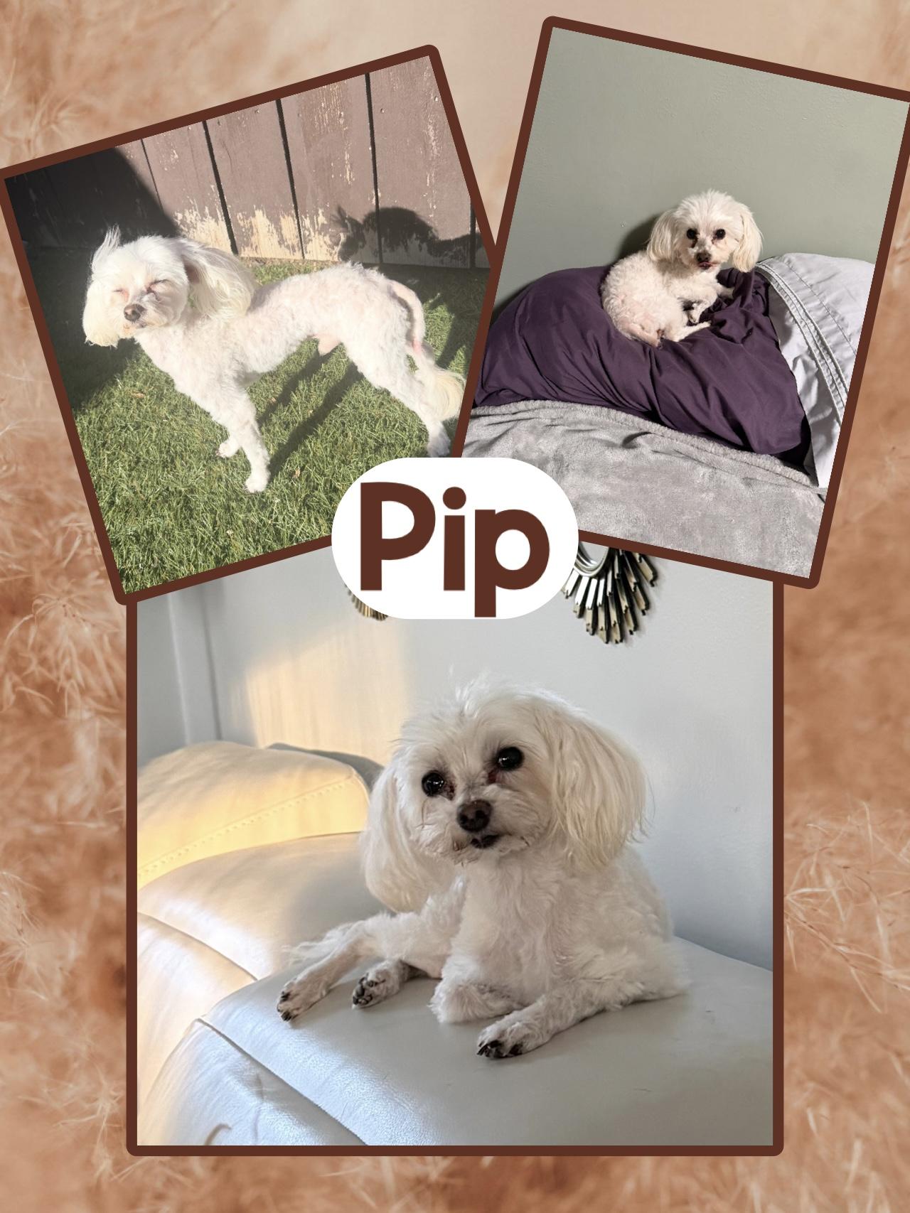 Pip, adopted, Adult Male Maltese.
