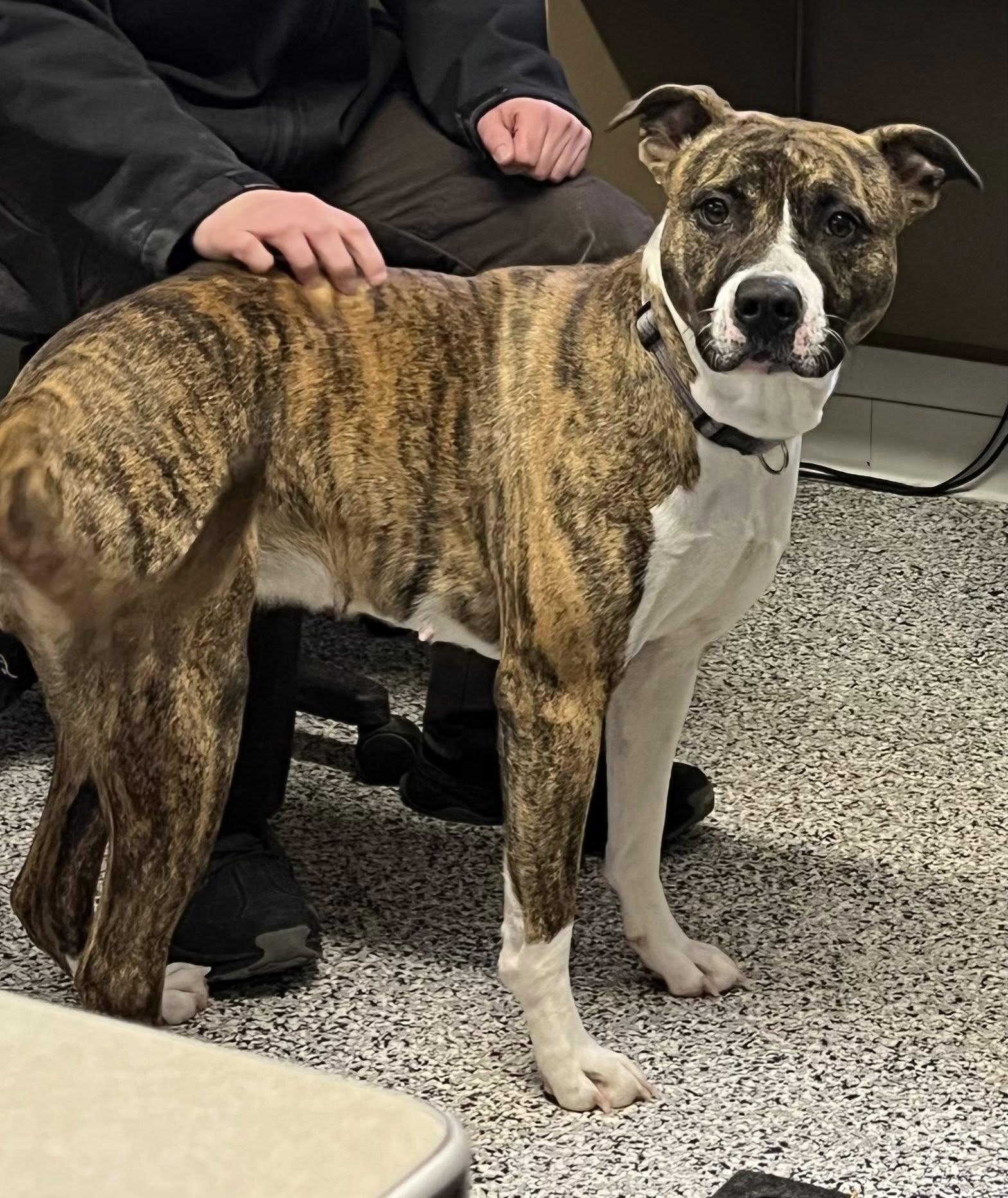 Tilly , ADOPTABLE, Young Female American Bully & Boxer.