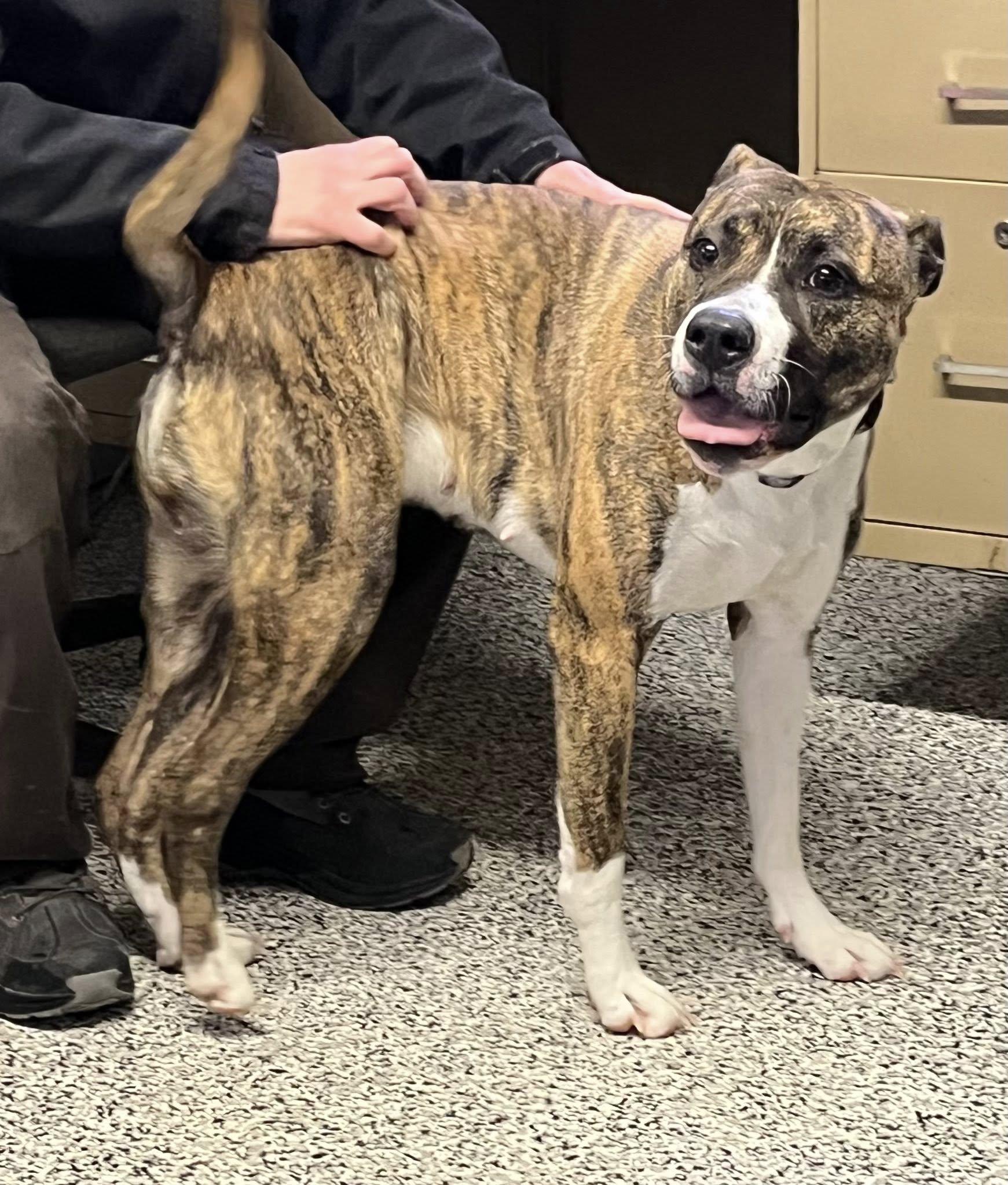 Enlarge Tilly , a ADOPTABLE mixed breed in Kalkaska, MI image 2/2