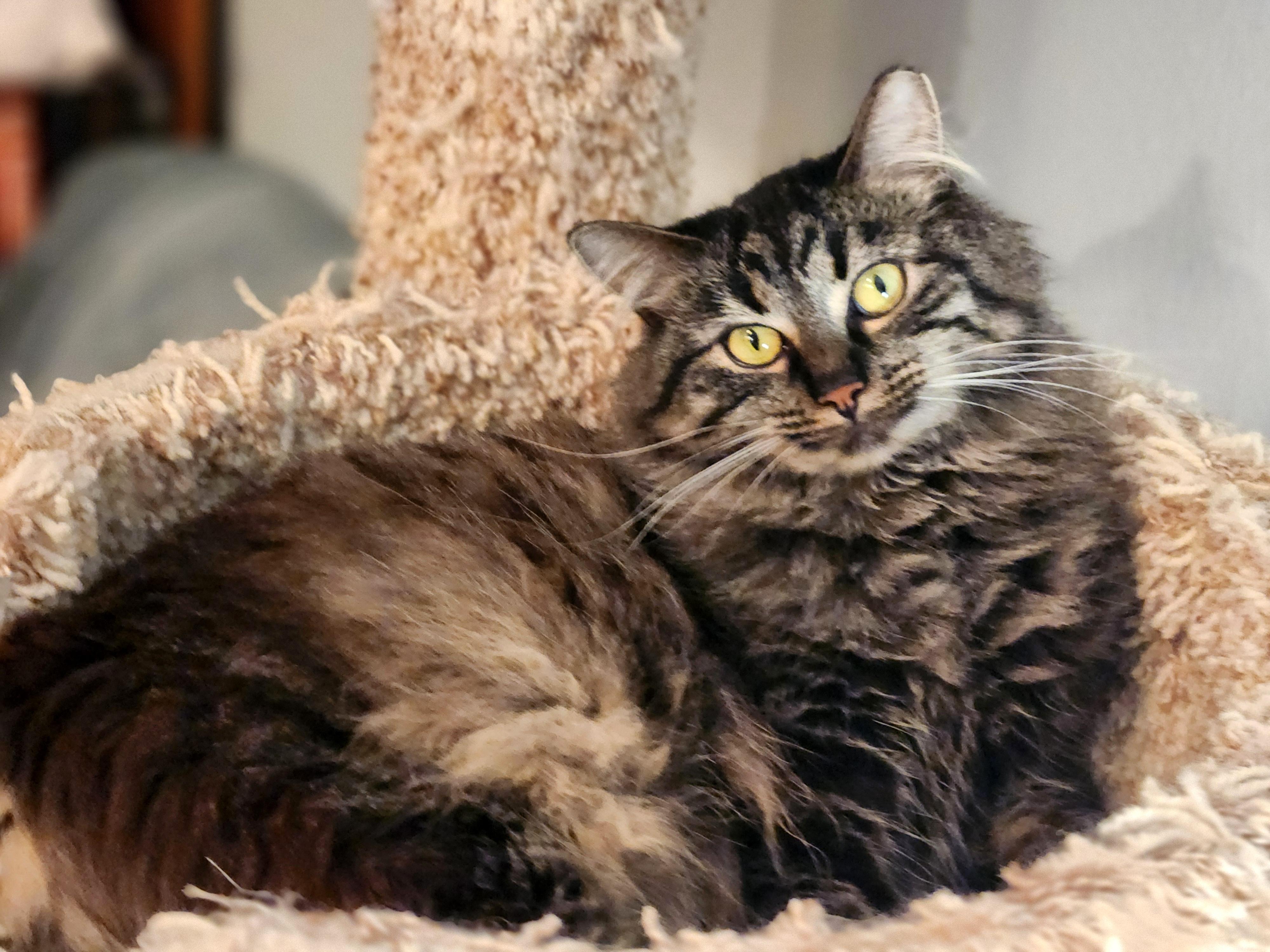 Enlarge Molly, a ADOPTABLE Domestic Long Hair in Pittsburgh, PA image 3/6
