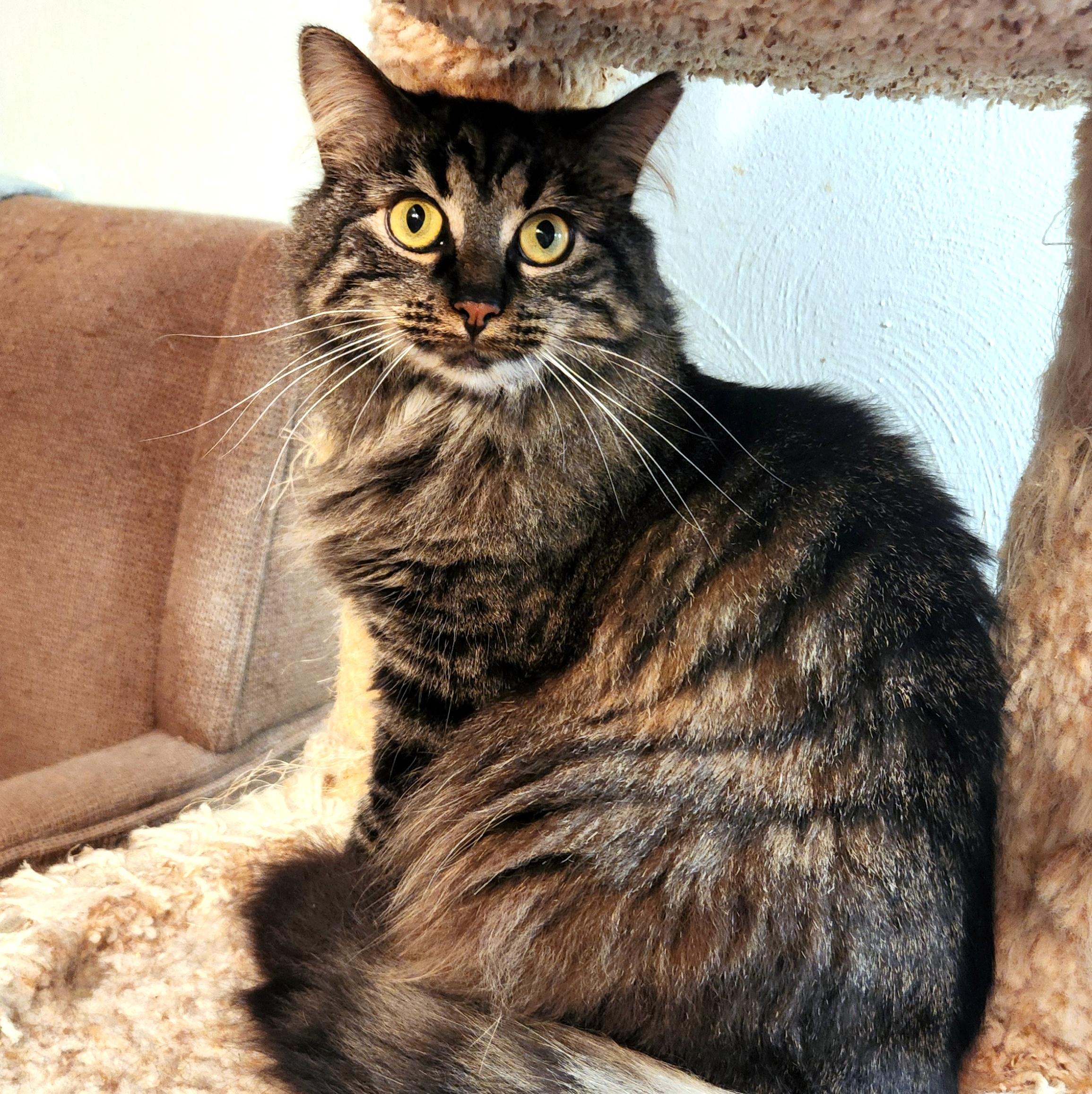 Enlarge Molly, a ADOPTABLE Domestic Long Hair in Pittsburgh, PA image 6/6