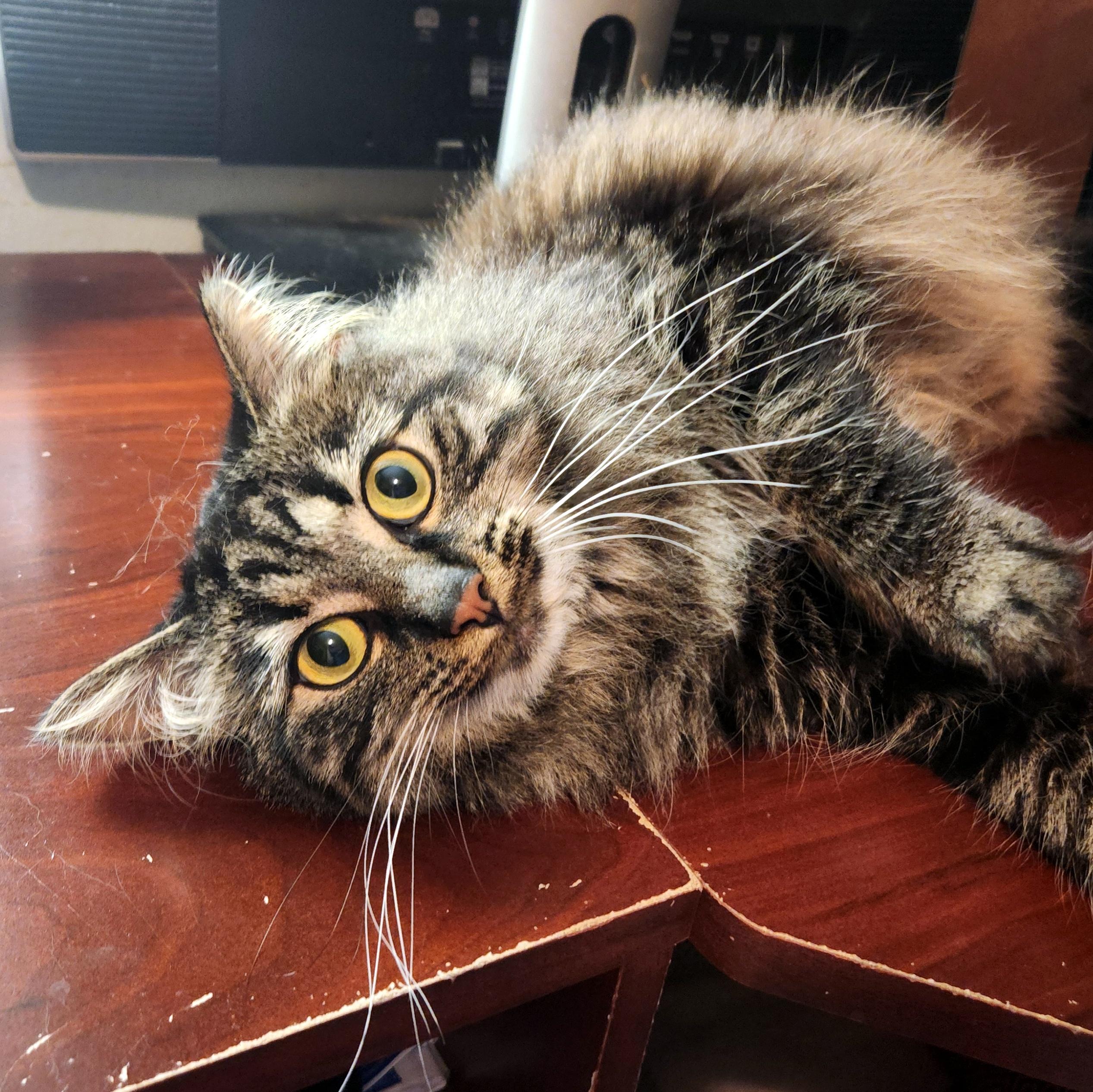 Enlarge Molly, a ADOPTABLE Domestic Long Hair in Pittsburgh, PA image 2/6