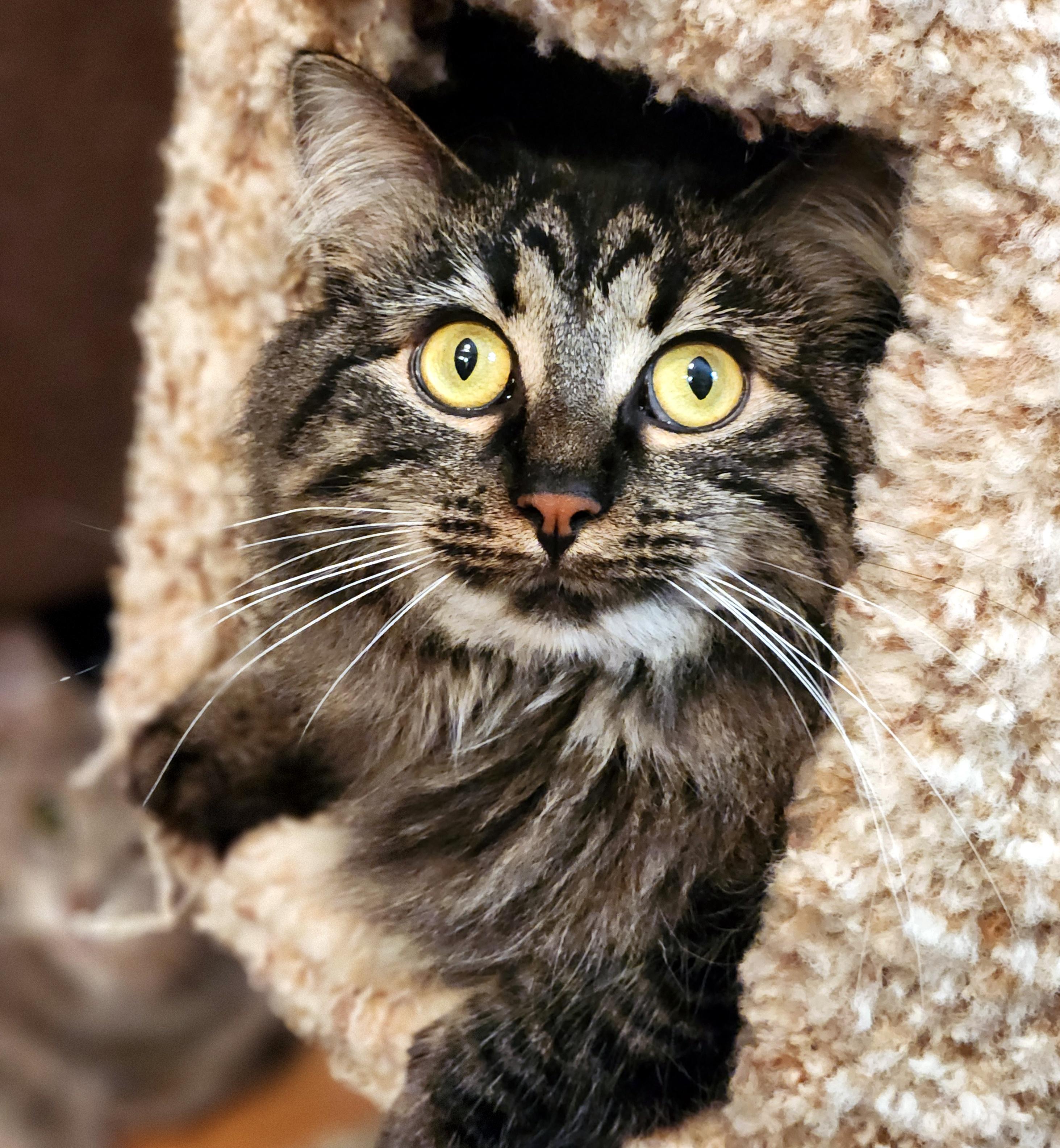 Enlarge Molly, a ADOPTABLE Domestic Long Hair in Pittsburgh, PA image 5/6