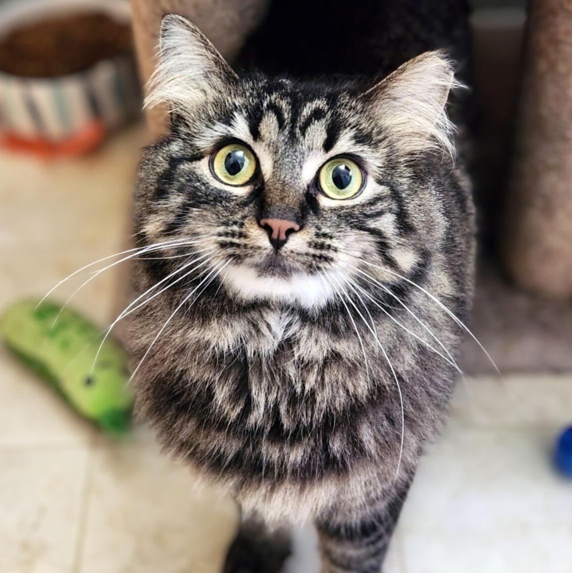 Enlarge Molly, a ADOPTABLE Domestic Long Hair in Pittsburgh, PA image 1/6