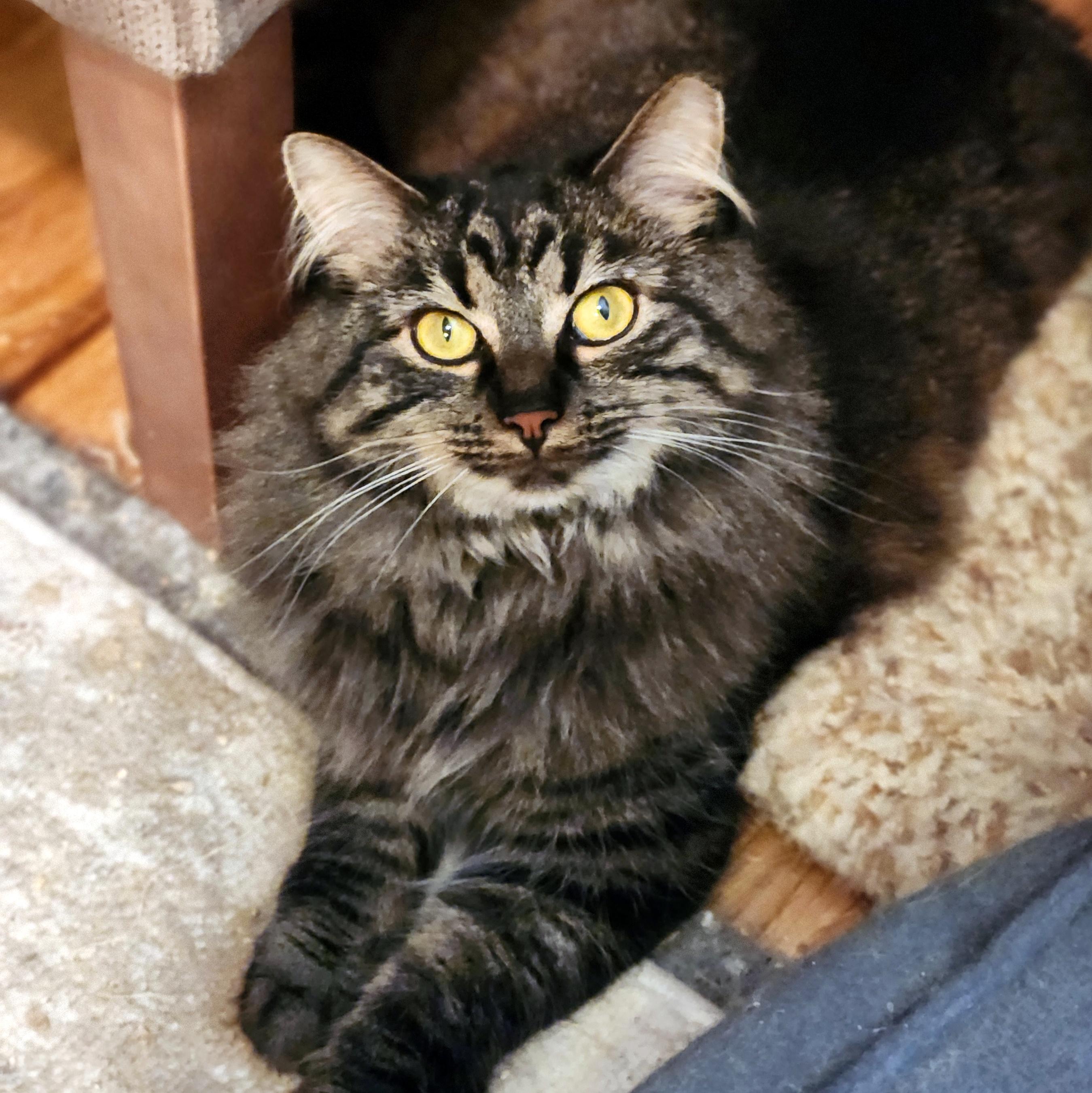 Enlarge Molly, a ADOPTABLE Domestic Long Hair in Pittsburgh, PA image 4/6