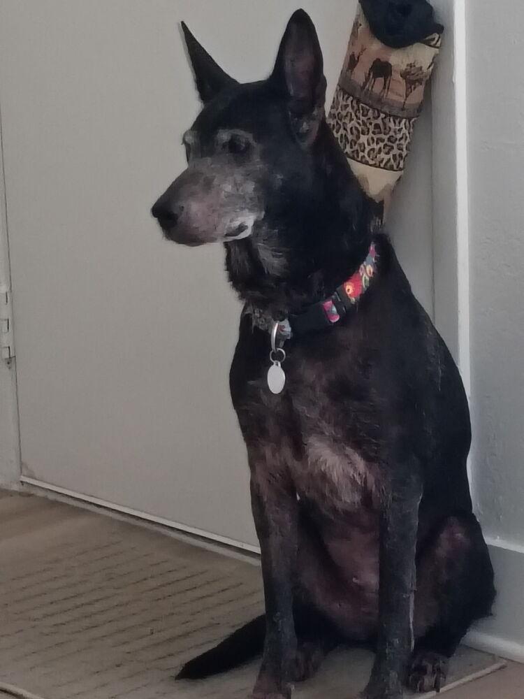 Enlarge Violet (Valerie), a Adoptable mixed breed in Melbourne Beach, FL image 1/5