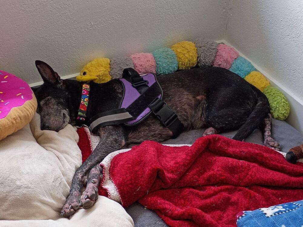 Enlarge Violet (Valerie), a Adoptable mixed breed in Melbourne Beach, FL image 2/5
