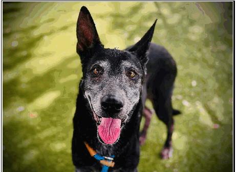 Enlarge Violet (Valerie), a Adoptable mixed breed in Melbourne Beach, FL image 4/5