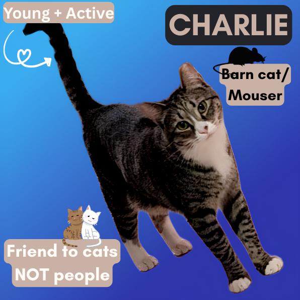 Barn Cat/Mouser: Charlie, Adoptable, Adult Male American Shorthair.