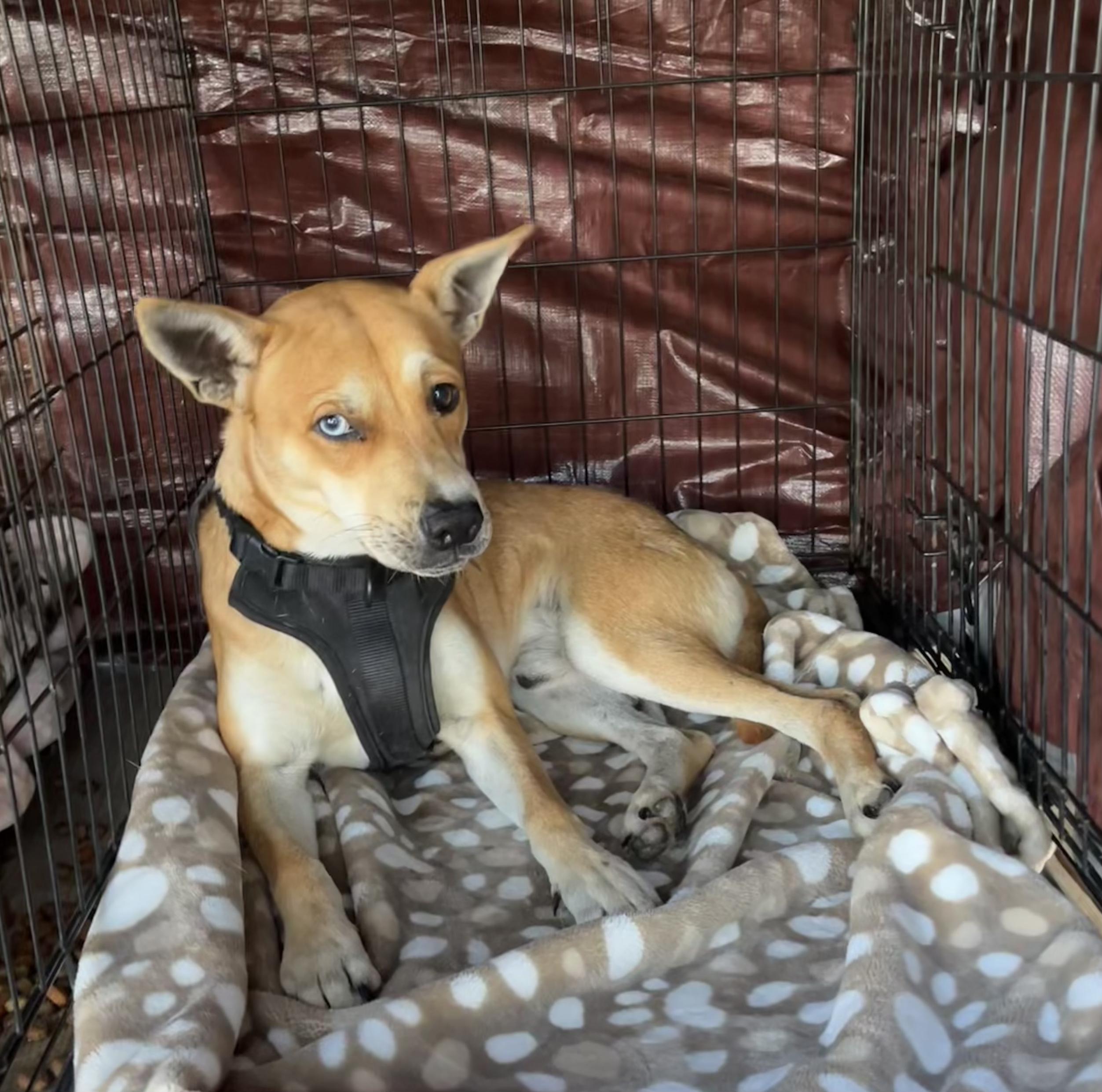 Enlarge Jack, a Adoptable mixed breed in Toms River, NJ image 5/6