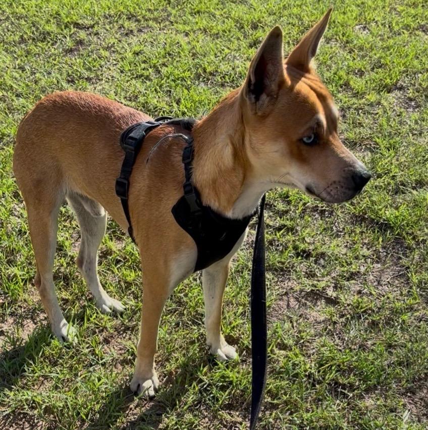 Enlarge Jack, a Adoptable mixed breed in Toms River, NJ image 3/6