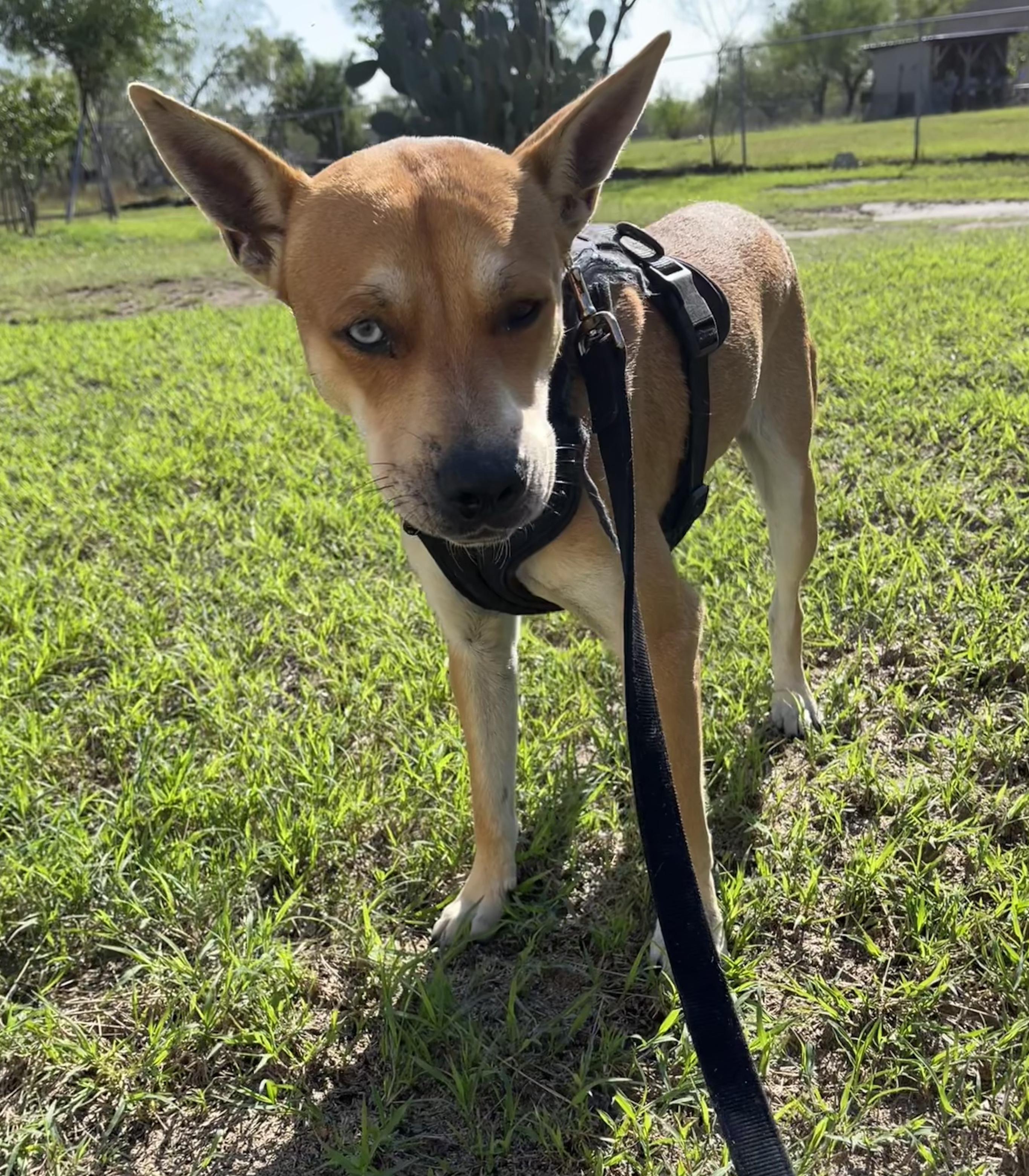 Enlarge Jack, a Adoptable mixed breed in Toms River, NJ image 4/6