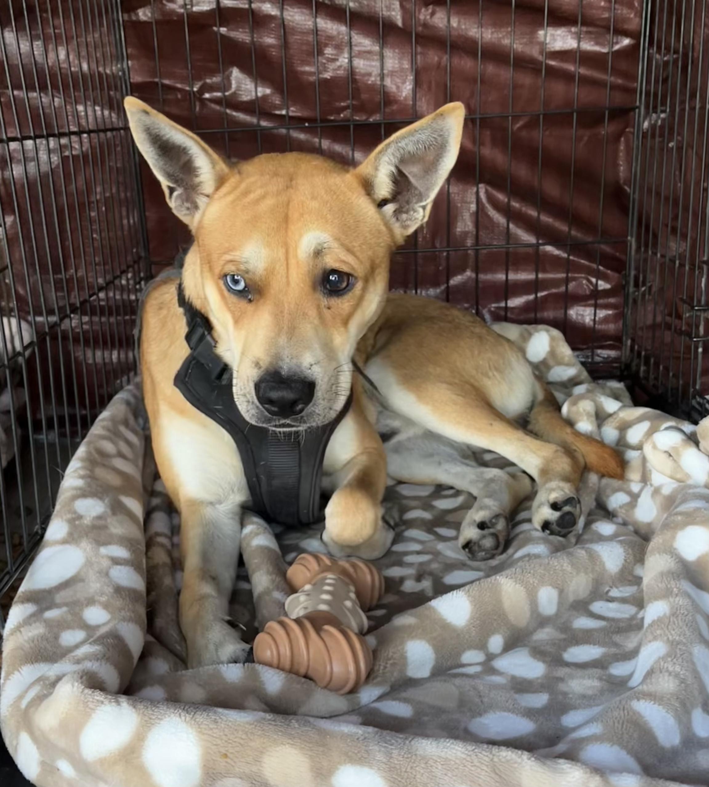 Enlarge Jack, a Adoptable mixed breed in Toms River, NJ image 1/6