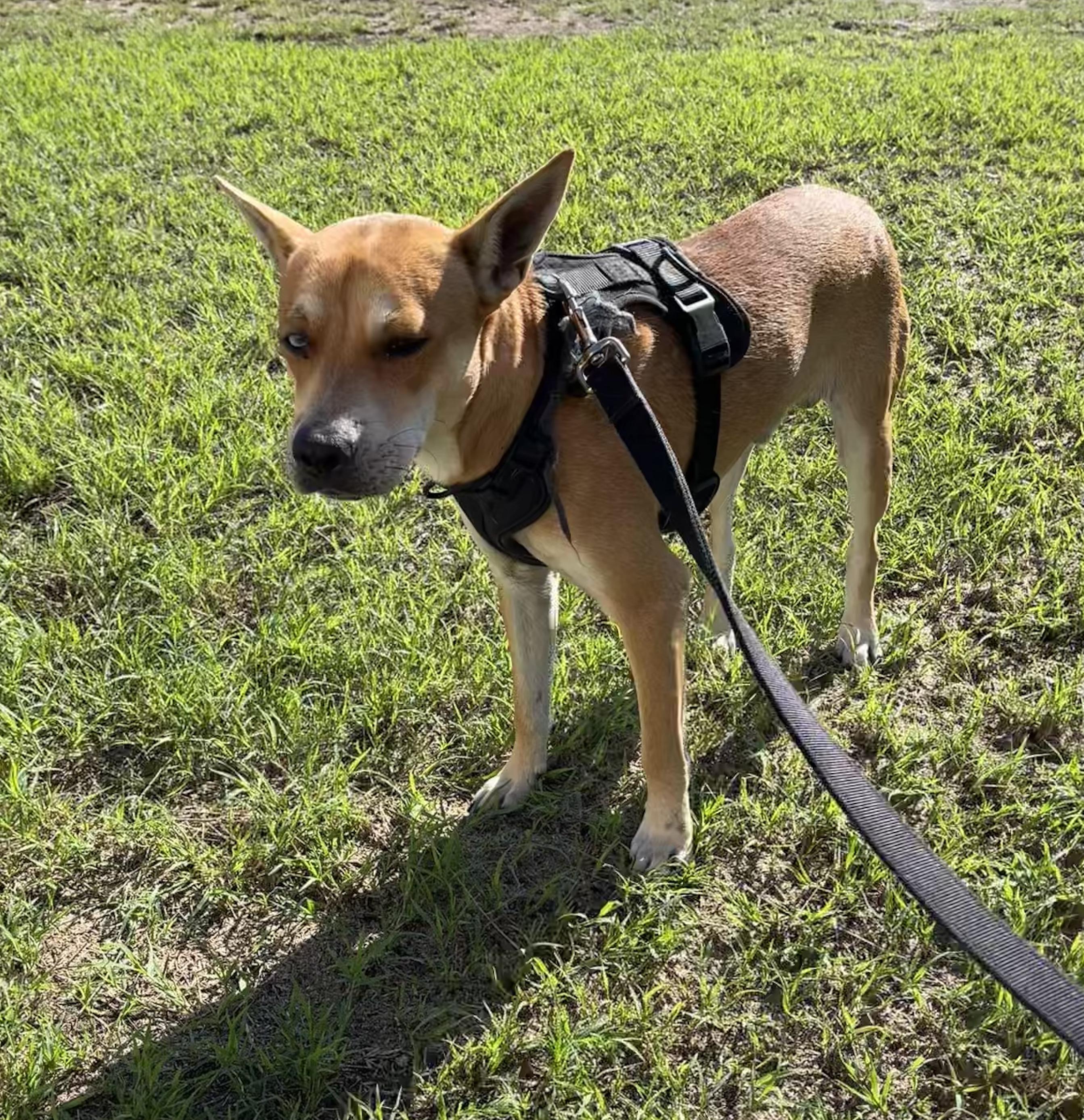 Enlarge Jack, a Adoptable mixed breed in Toms River, NJ image 2/6