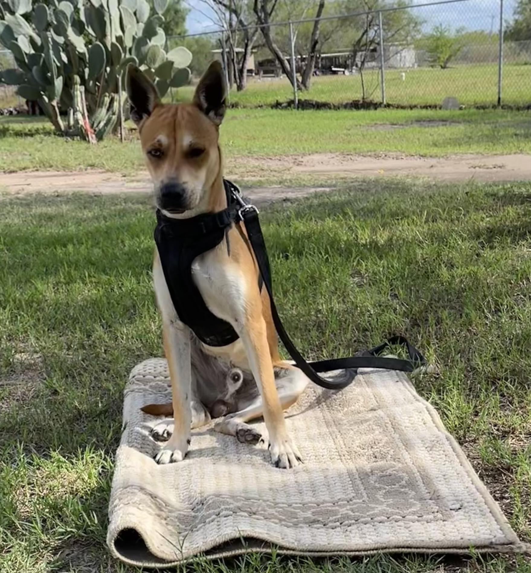 Enlarge Jack, a Adoptable mixed breed in Toms River, NJ image 6/6