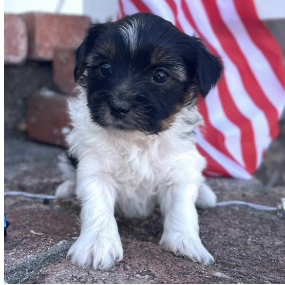 Badger, Baby Male Yorkshire Terrier