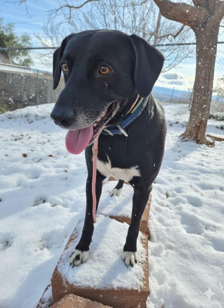 Ruger, ADOPTABLE, Adult Male Vizsla.