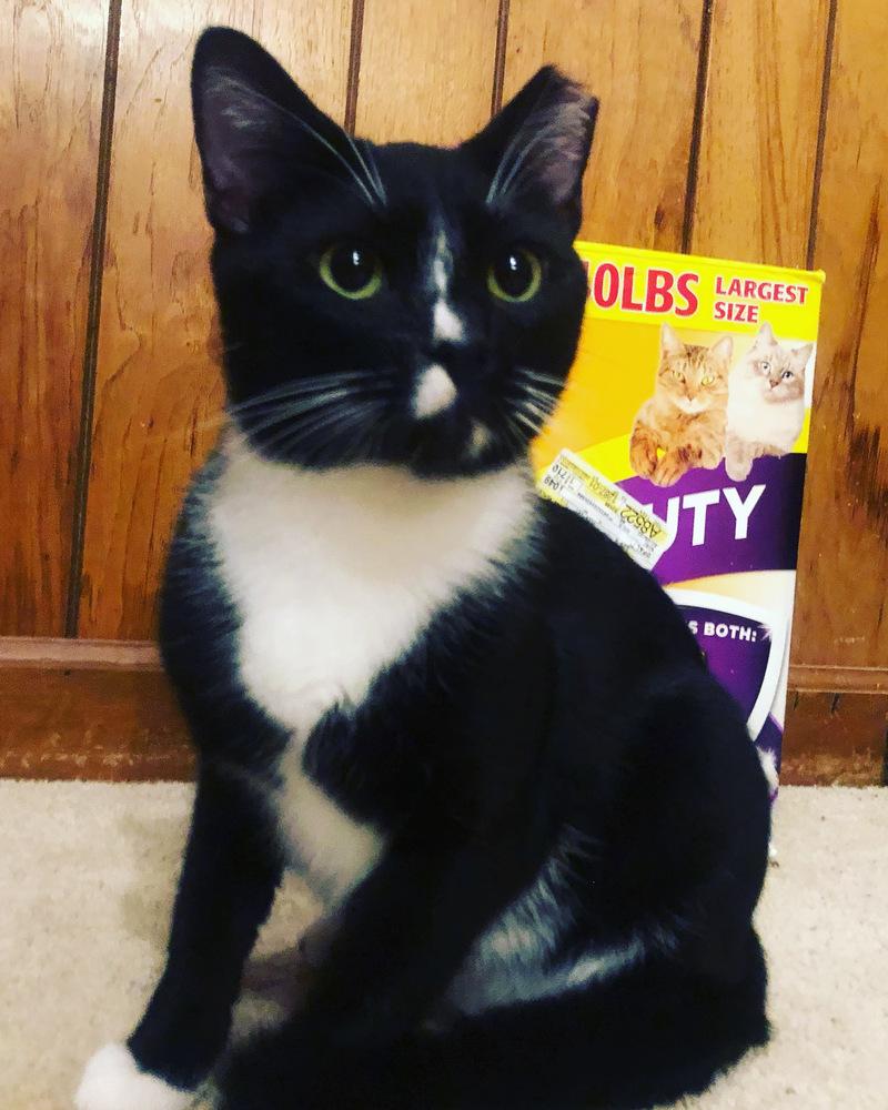 LARRY (DOB ~DECEMBER 2021), Adoptable, Adult Male Domestic Short Hair.