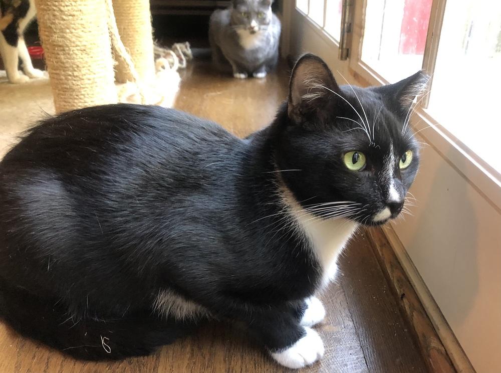 Enlarge LARRY (DOB ~DECEMBER 2021), a Adoptable Domestic Short Hair in Burlington, NC image 2/6