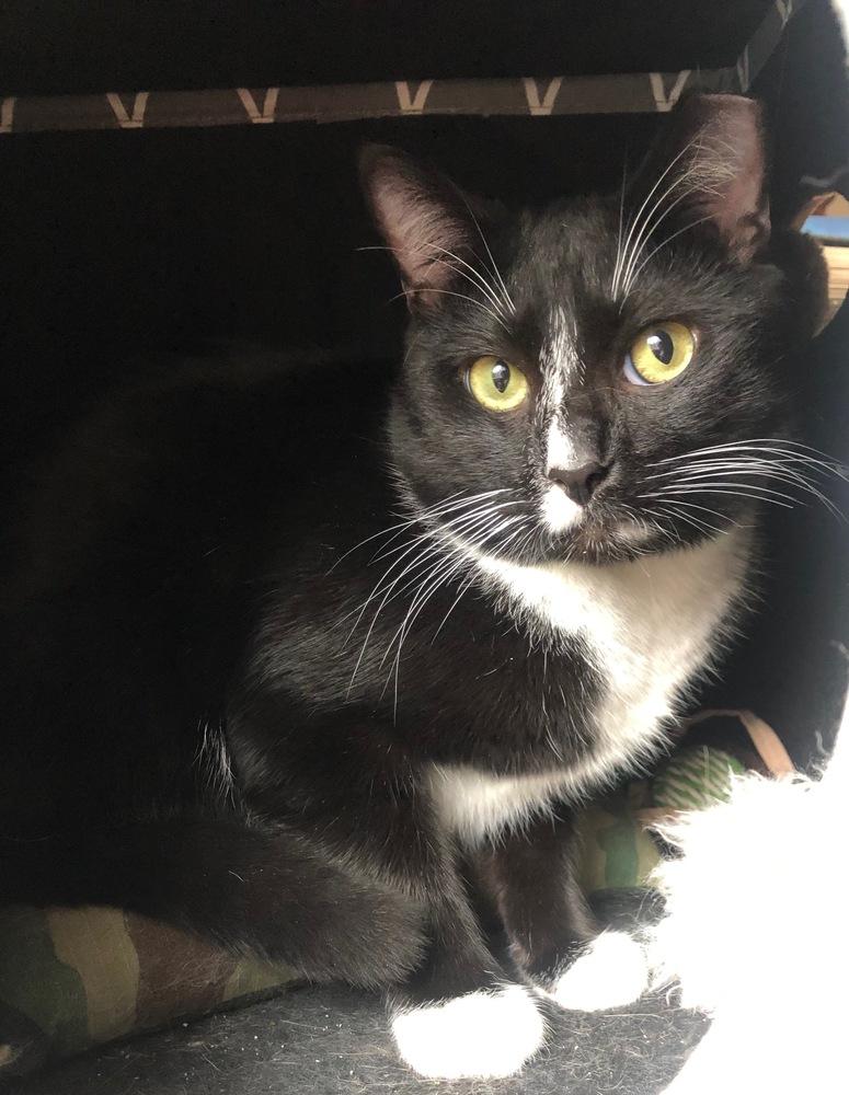 Enlarge LARRY (DOB ~DECEMBER 2021), a Adoptable Domestic Short Hair in Burlington, NC image 3/6